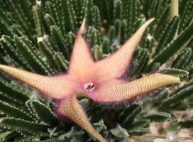 Desert Botanical Garden